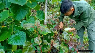 Enjoy melons in the garden, Found many giant wild cassava roots - Off Grid Living | Ep.45