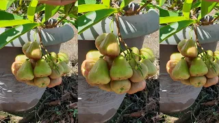 Growing rose apples cutting in pot until harvest