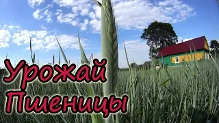 Уборка пшеницы // Урожай 2018 // Выгодно ли выращивать? // Наш опыт // Белорусская деревня