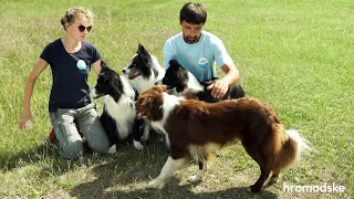 Как собак обучают пастушьей службе | БИЗНЕС-ПЛАН