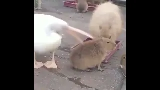 Pelican Trying To Eat Capybara || Funny Birds 🤣🤣😂😂