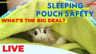 Sleeping Pouch Safety… What’s the Big Deal?!?! | Sugar Glider Sleeping Pouches