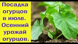 Посадка огурцов в июле.  Осенний урожай огурцов. Сад и огород выпуск 269