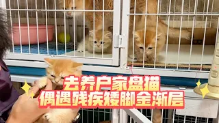 去养户家盘猫，偶遇残疾矮脚金渐层