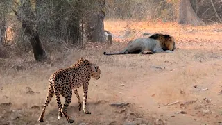 Stupid Cheetah Attacked a Lion! Here's What Happened Next.....