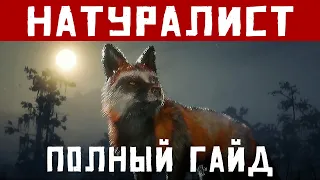 Натуралист. Новая Роль в Red Dead Online. Гайд. Летнее Обновление. The Naturalist