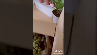 Plant Unboxing!!!! Tiktok version!!