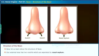 Nose - Structure of Nose, Class 9 Biology | Digital Teacher