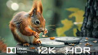 Dolby Vision 12K HDR 120fps - Beautiful Animals And Relaxing Piano Music