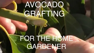 Graft an Avocado Tree - Using the EASY “ NO KNIFE “ GRAFTING METHOD for beginners.