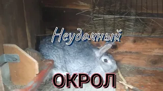 Неудачный окрол. Замерзли крольчата.