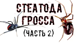 Стеатода или Ложная чёрная вдова ! ( часть 2 )