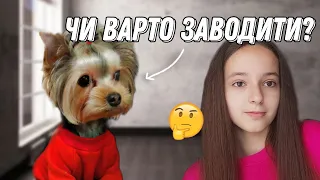 Чи варто заводити йоркширського тер'єра?/Плюси і мінуси