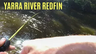 Yarra river Redfin, Warburton east, Melbourne fishing