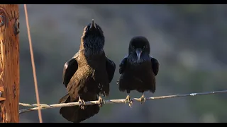 Pair of mated ravens making clicking sounds together