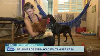 CATARINA E JOSEFINA: GALINHAS DE ESTIMAÇÃO VOLTAM PRA CASA