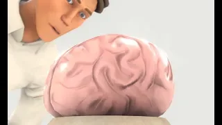 the brain