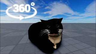 Maxwell the cat dances in 360°