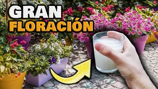 INCREÍBLE! 1 TAZA y tendrás MUCHAS FLORES | FLORACIÓN con Fertilizante Casero y Abono para Flores