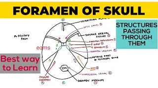 Foramen of Skull | Structures passing through them | Neuroanatomy