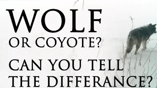 WOLF or COYOTE? Learn how to tell the difference here!