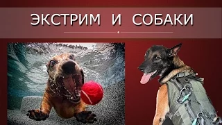 ‼ Экстрим и собаки ‼