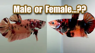 How to identify MALE and FEMALE betta Fish " Female betta fish make  bubble nests"