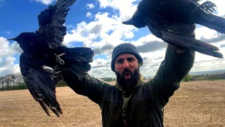 Crow Shooting | Another SUCCESSFUL day!!