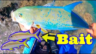 Catching Papio with DEAD Oama!  | Papio Fishing | Hawaii Fishing | Oama Fishing |