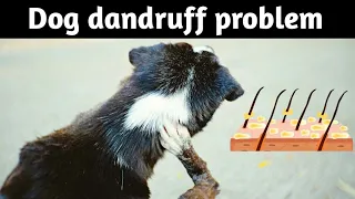 Dog dandruff problem and solution / dog dandruff and skin problems 🔥🔥
