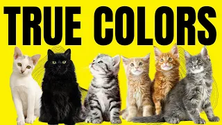 🎨 How your cat's fur color affects their health and personality