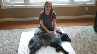 How to Give Your Dog a Relaxation Massage