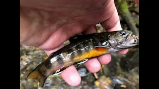 Searching for new Brook Trout water in Great Smoky Mountain National Park.