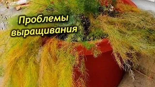 Профилактика и лечение основных заболеваний аспарагуса.