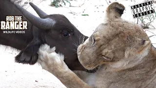 Lioness Catches Young Buffalo For Dinner!! | Epic Lion vs Buffalo Footage