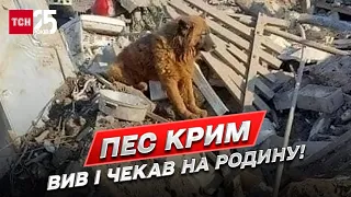 😭💔 Сидів і плакав! Пес Крим чекає на вбиту росіянами родину!