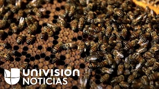 ¿Te inyectarías veneno de abejas para evitar las arrugas de la cara?