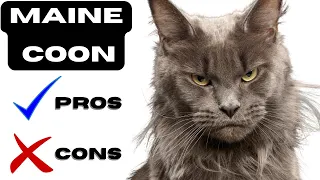 Maine coon pros and cons | "Maine Coon: All Fluff, No Bluff!"