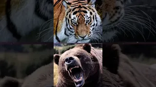 Siberian Tiger vs Grizzly Bear who will win👀👀