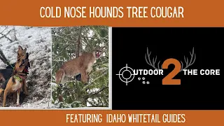 Cold Nose Hounds  Tree Cougar