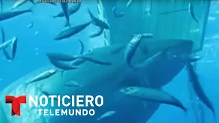 Graban en México al tiburón blanco más grande que se ha registrado | Noticiero | Noticias Telemundo