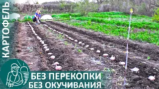 🌿 Planting Potatoes without Digging and Hilling | Growing Potatoes by the Gordeevs Technology