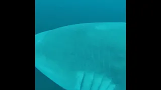 Bull Shark Diving with African Watersports on the Aliwal Shoal.