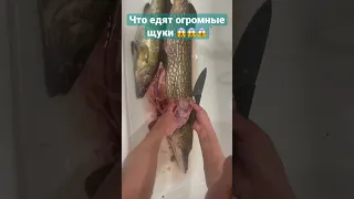 Что едят ОГРОМНЫЕ  ЩУКИ 😱😱😱. Узнав это ВЫ поймёте где её ловить😉 #fishing #fish #щукагигант