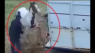 Pitbull attacks a horse and pays the price!!!