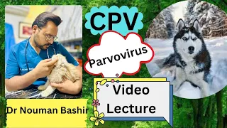 Canine Parvovirus, CPV, Dog's viral case. @DrNoumanBashir1217