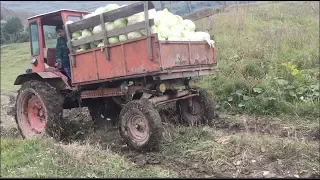 Tractor T16 Carry Cabbage