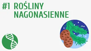 Rośliny nagonasienne #1 [ Rośliny nasienne ]