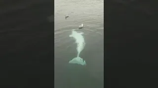 Beluga whale playing with a seagull. Viral video