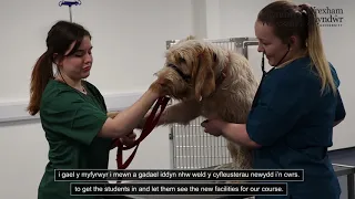 Veterinary Nursing at WGU